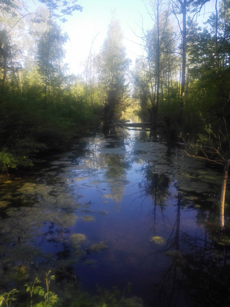 Natur Pur im Iller Auwald